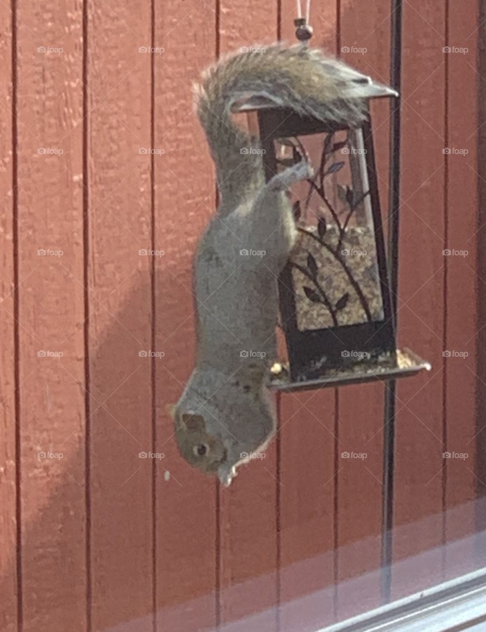 Squirrel lunch time! 