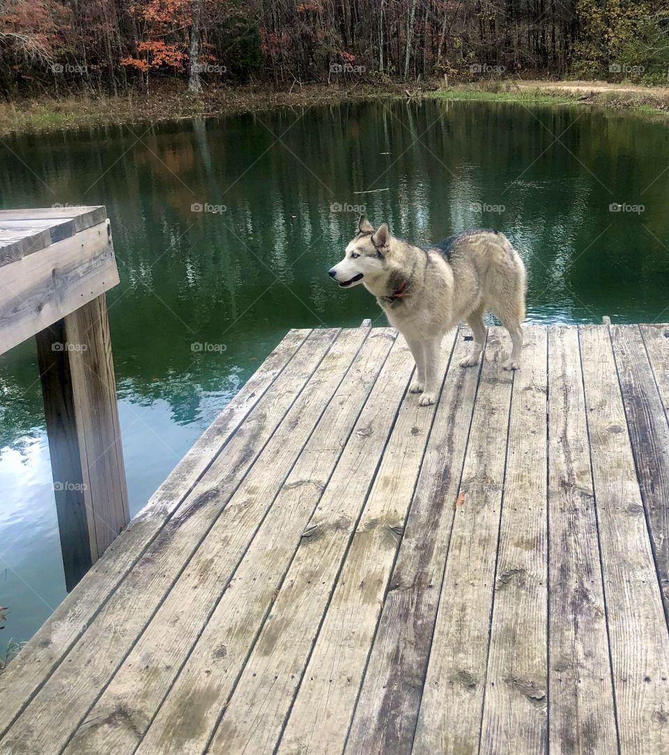 Eskimo dog standing on fishing pier at Bear Creek Wildlife Preserve 