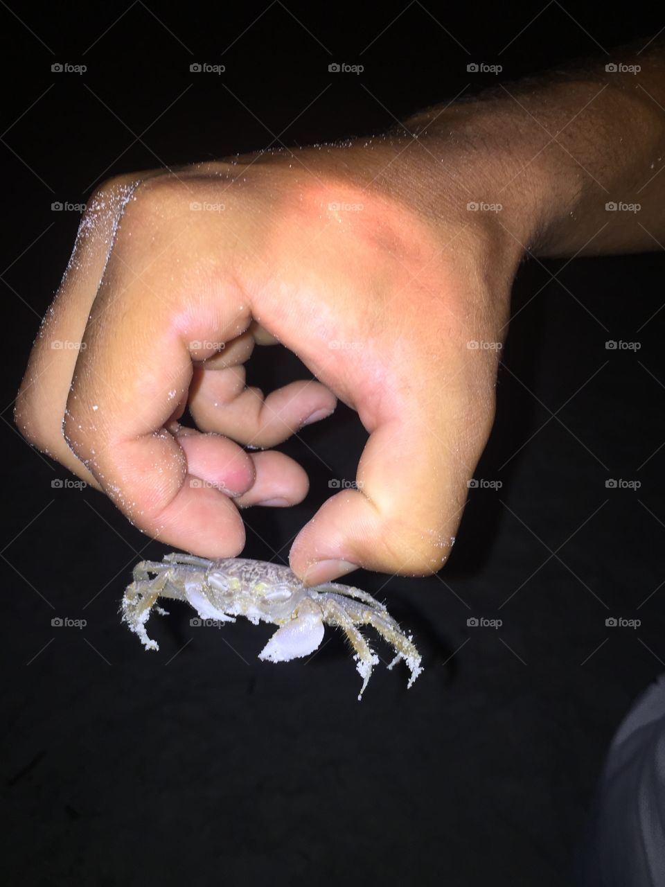 crab. I don't like crabs