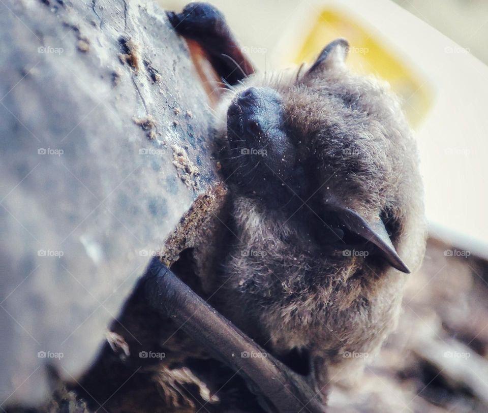 Nathusius's pipistrelle, Animal
