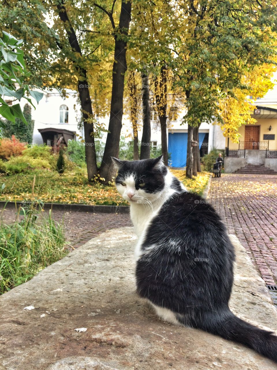 Autumn monastery cat 