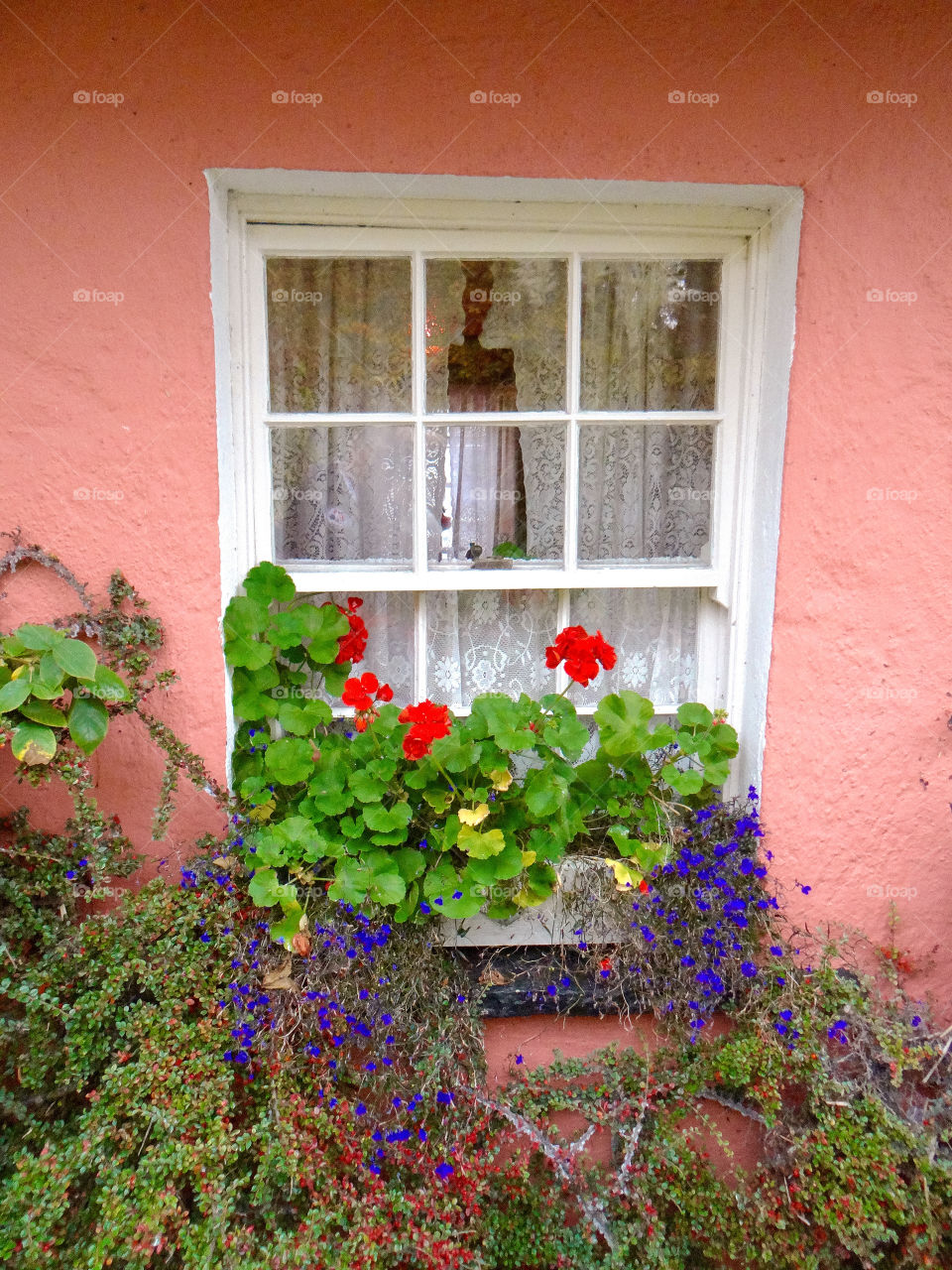 Pastel window. Pastel wall surrounding  a white frame window with red geraniums in a window box
