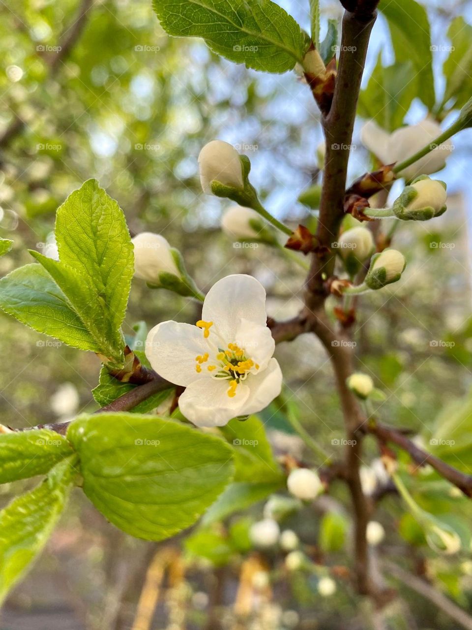 There are flowers that bloom early and there are flowers that bloom late. People thrive the same way.