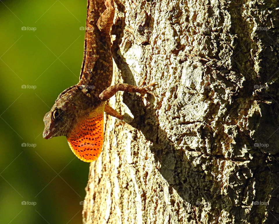 Lizard