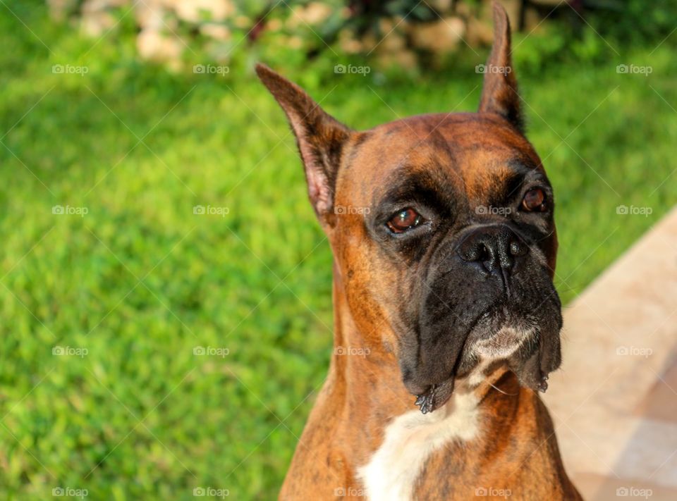 Purebred boxer dog