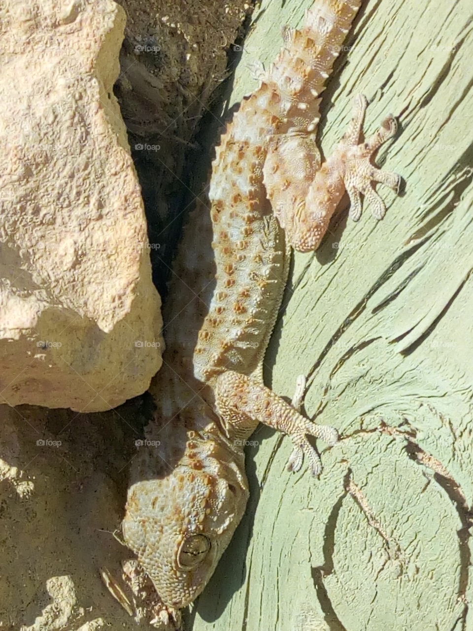 Moroccan Gecko