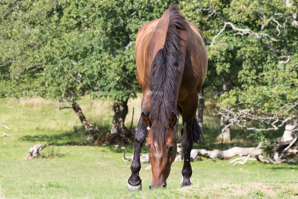 Horse grazes in the pasture in summer 