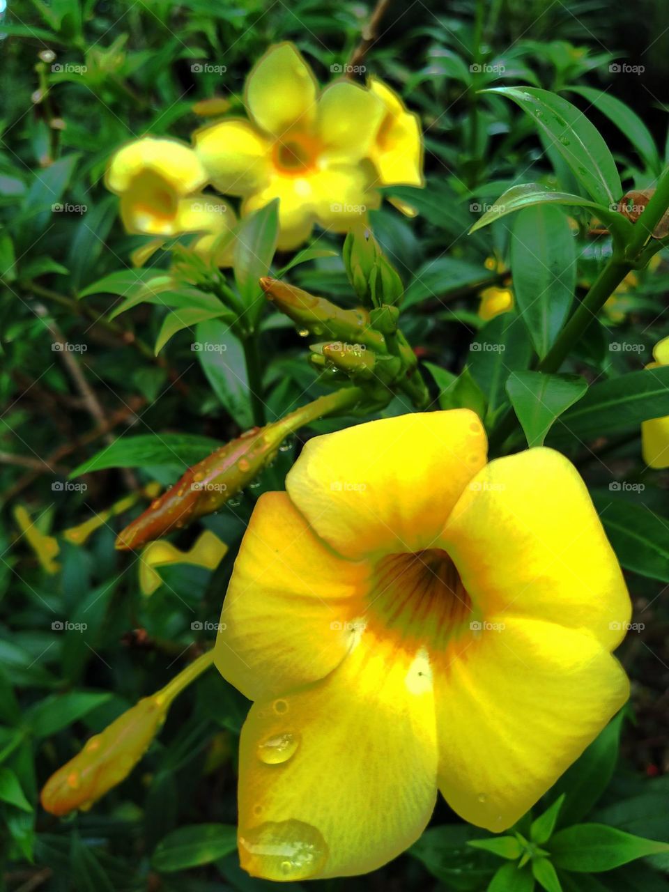 Beautiful yellow Allamanda flower in bloom.