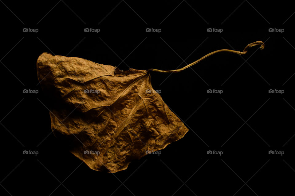 Dead Leave In Low Light