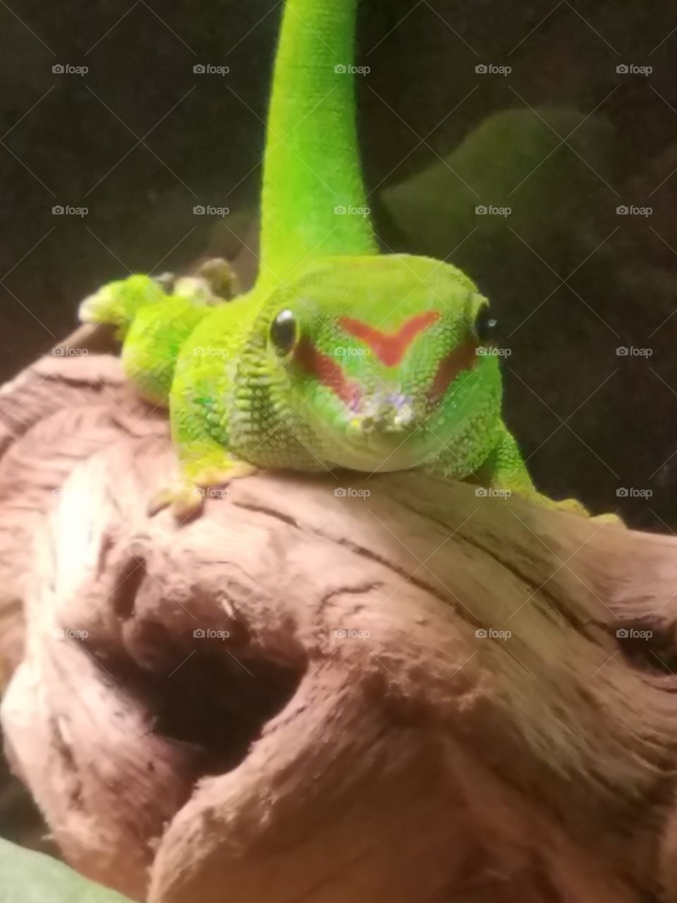 Madagascar Green Day Gecko