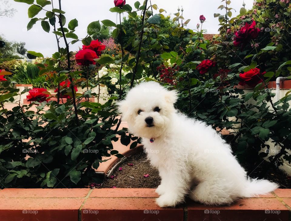 Furry white puppy sitting on brick alongside lush garden of red roses. 
