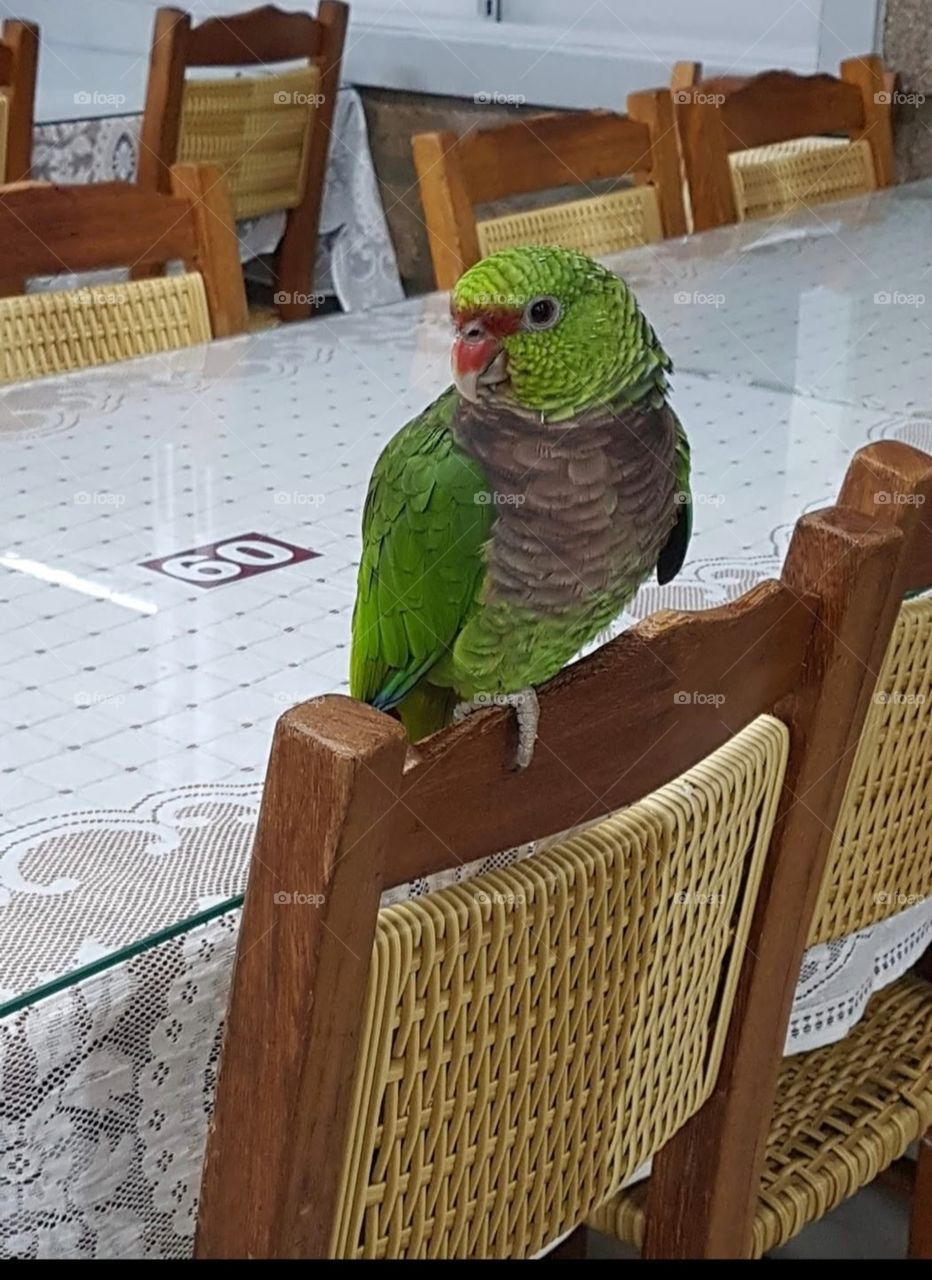 garçon do restaurante