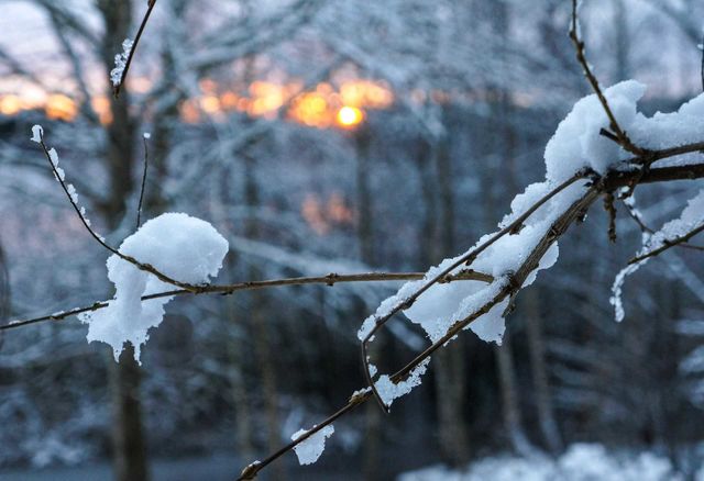 Winter branch