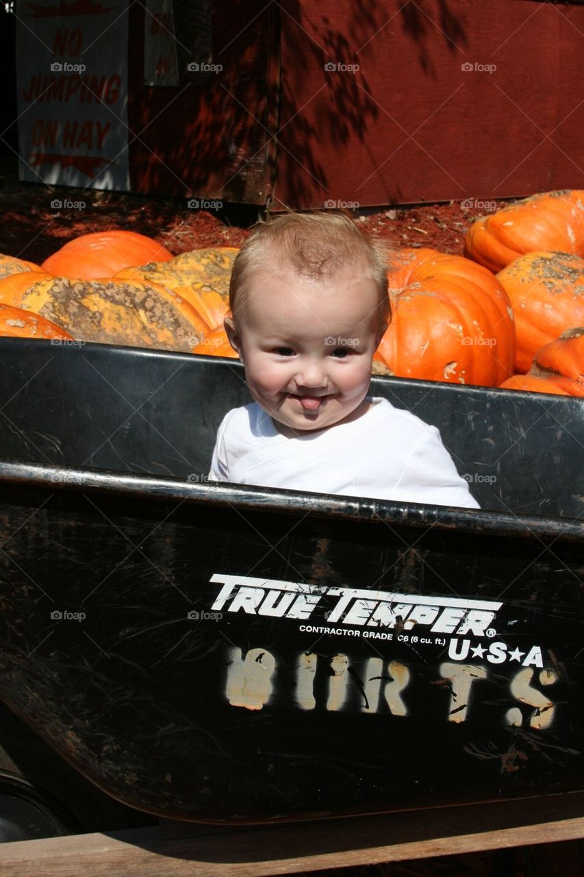 Pumpkin Picking