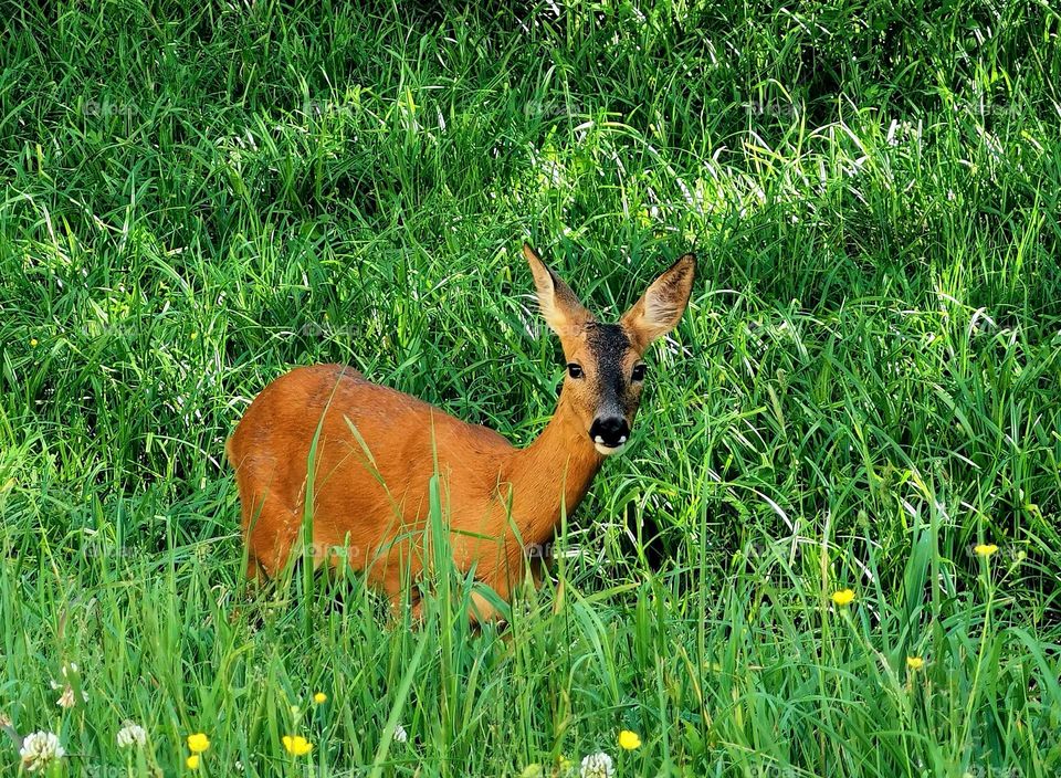 Deer in the grass