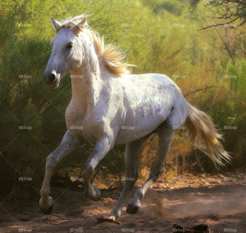 Wild Horse Running in Desert