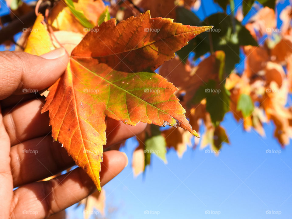 Touching Colorful Autumn Leaves