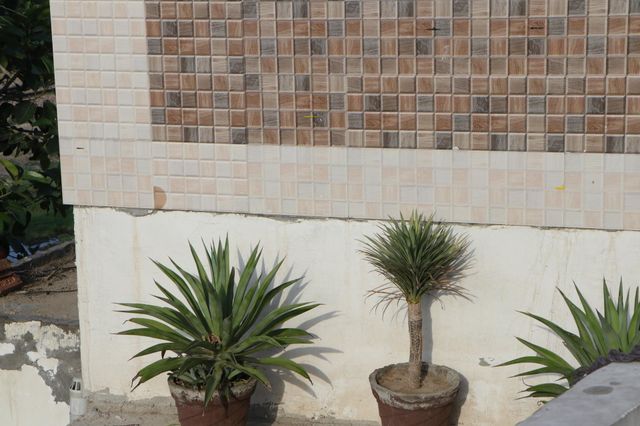 urban nature : plants