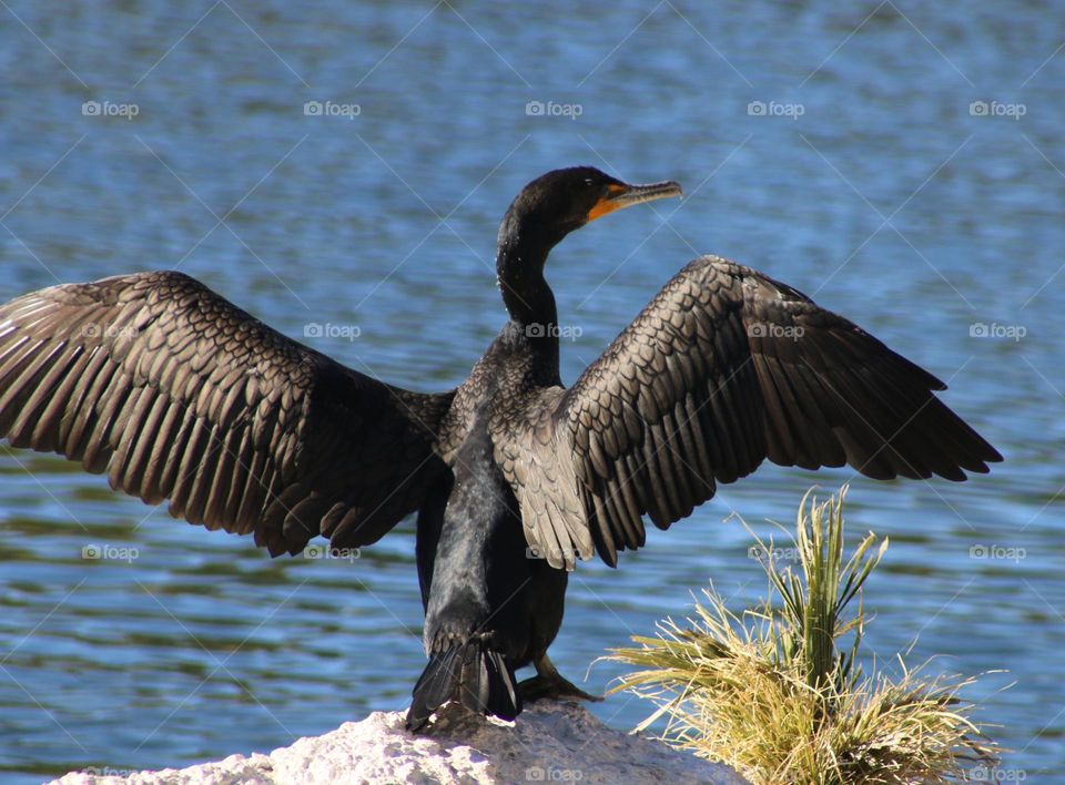 Cormorant Spreading Wings in the Sun