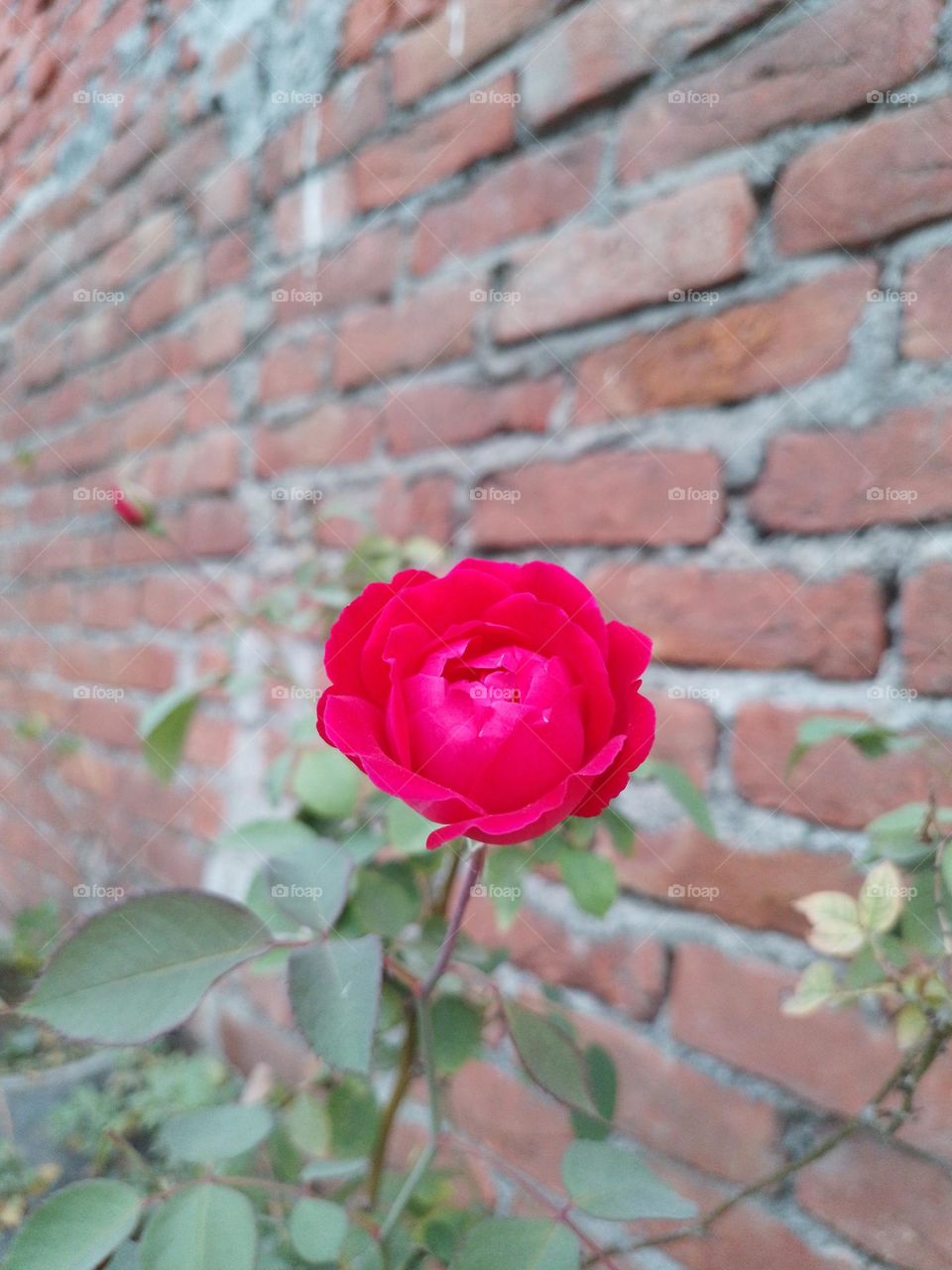 red rose