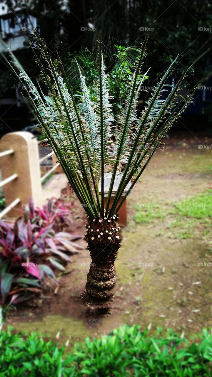 small coconut tree