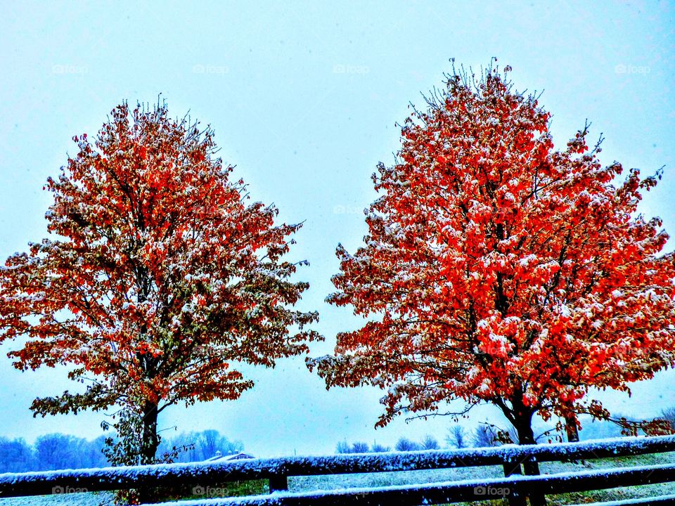 Snowy fall trees
