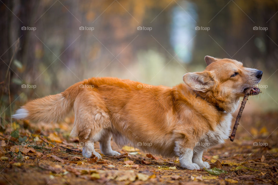 Welsh corgi pembroke in autumn park. 