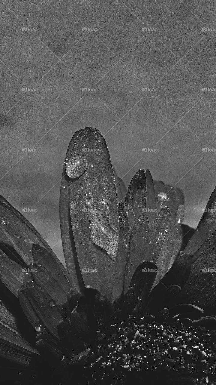 # flower# flower picture# flower photo