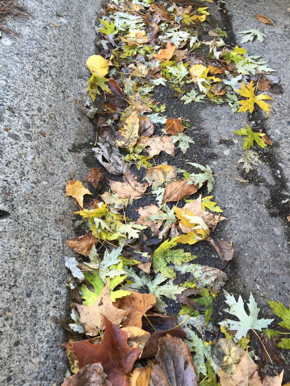 Leaves on the curb