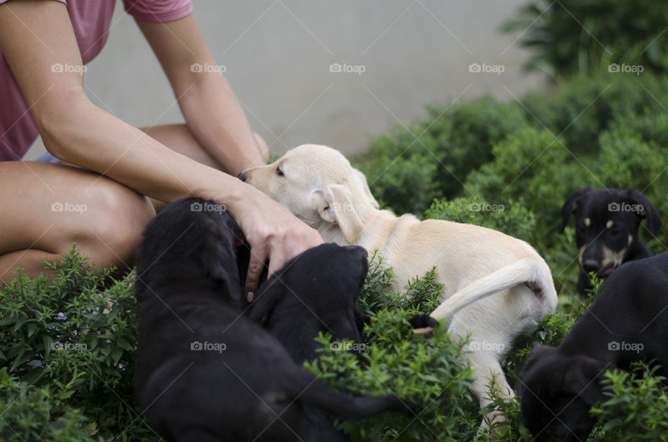 A girl playing with tiny puppies in the grass on a long hot summer day while on a summer vacation. 