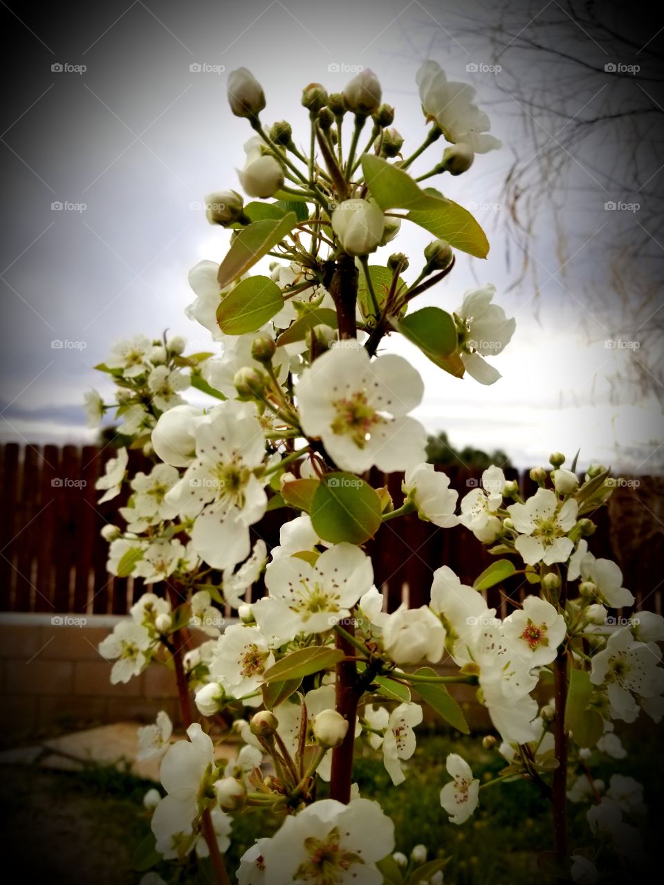 Pear Tree in Bloom