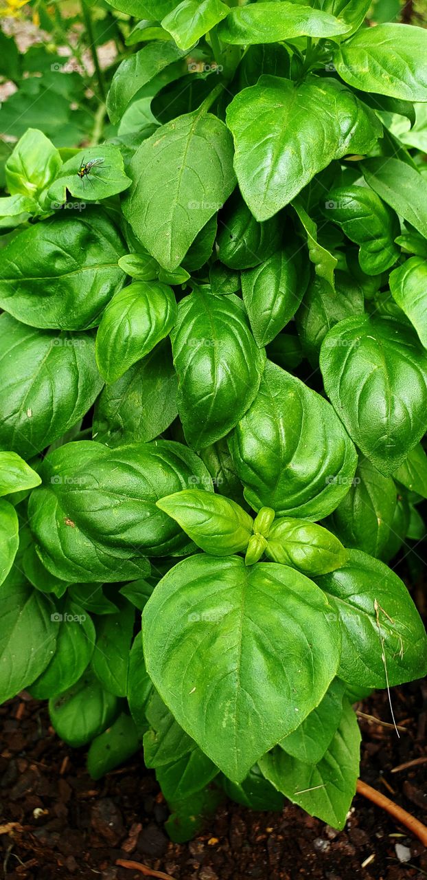 Bright Green Basil