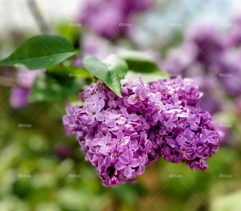 Lilac blossom