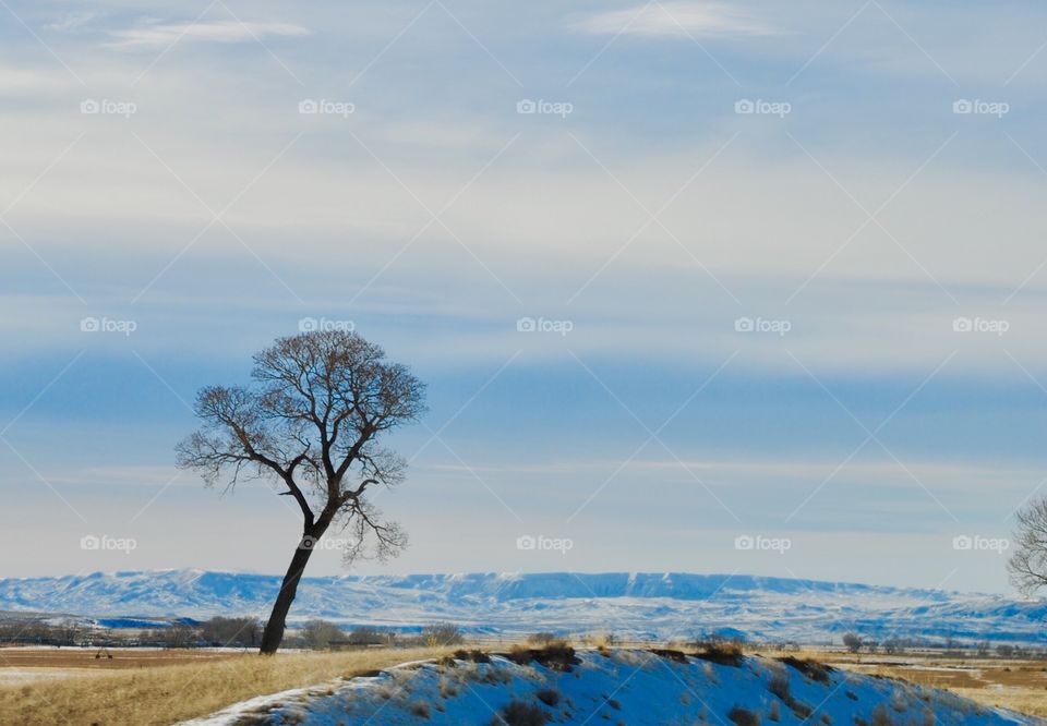 Solitary Tree Contrasts Against a Wyoming Landscape 
