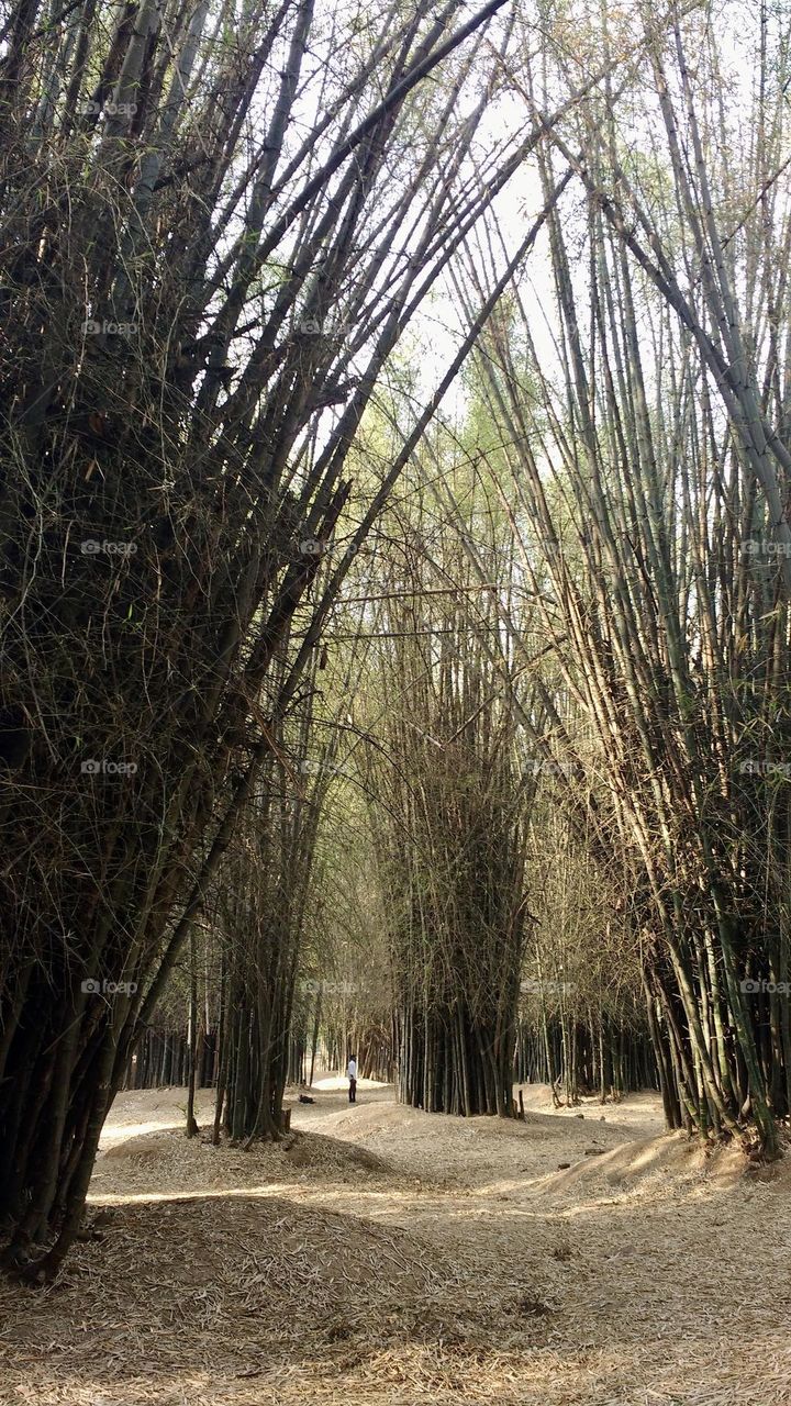 Bamboo trees in a park 