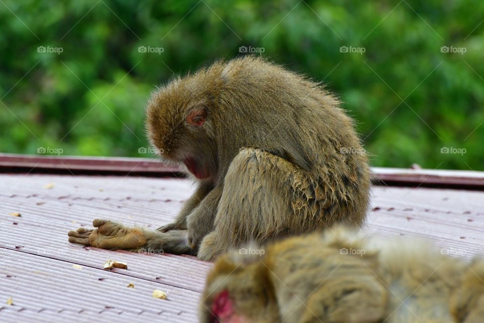 Japanese macaque