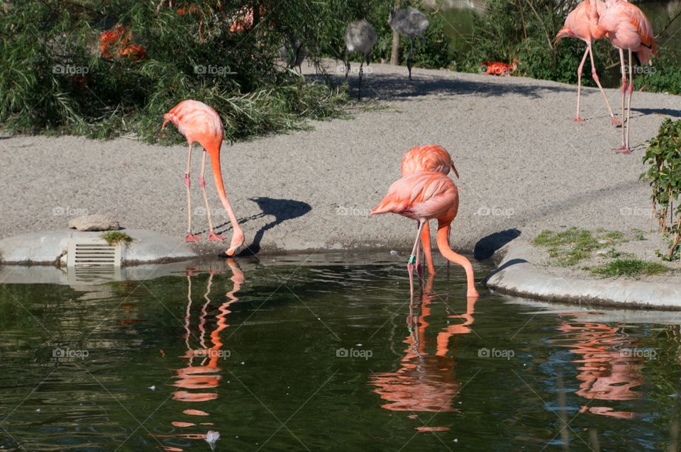 Flamingo 