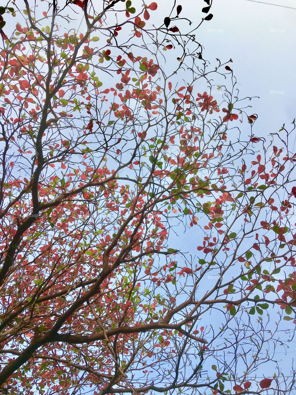 Tree with red leaves 