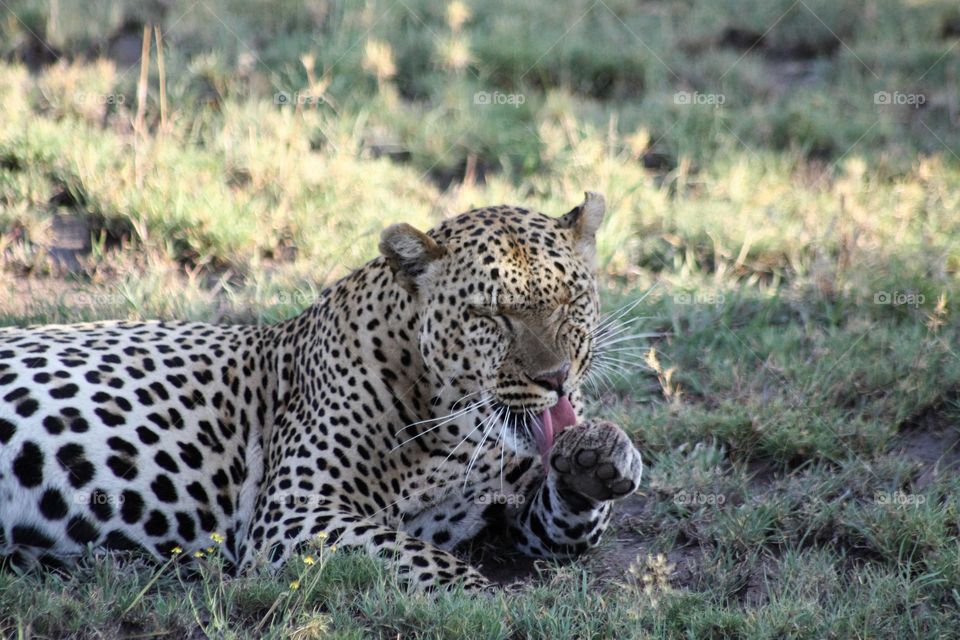 Leopard stops for a quick bath after finishing his baby warthog dinner 