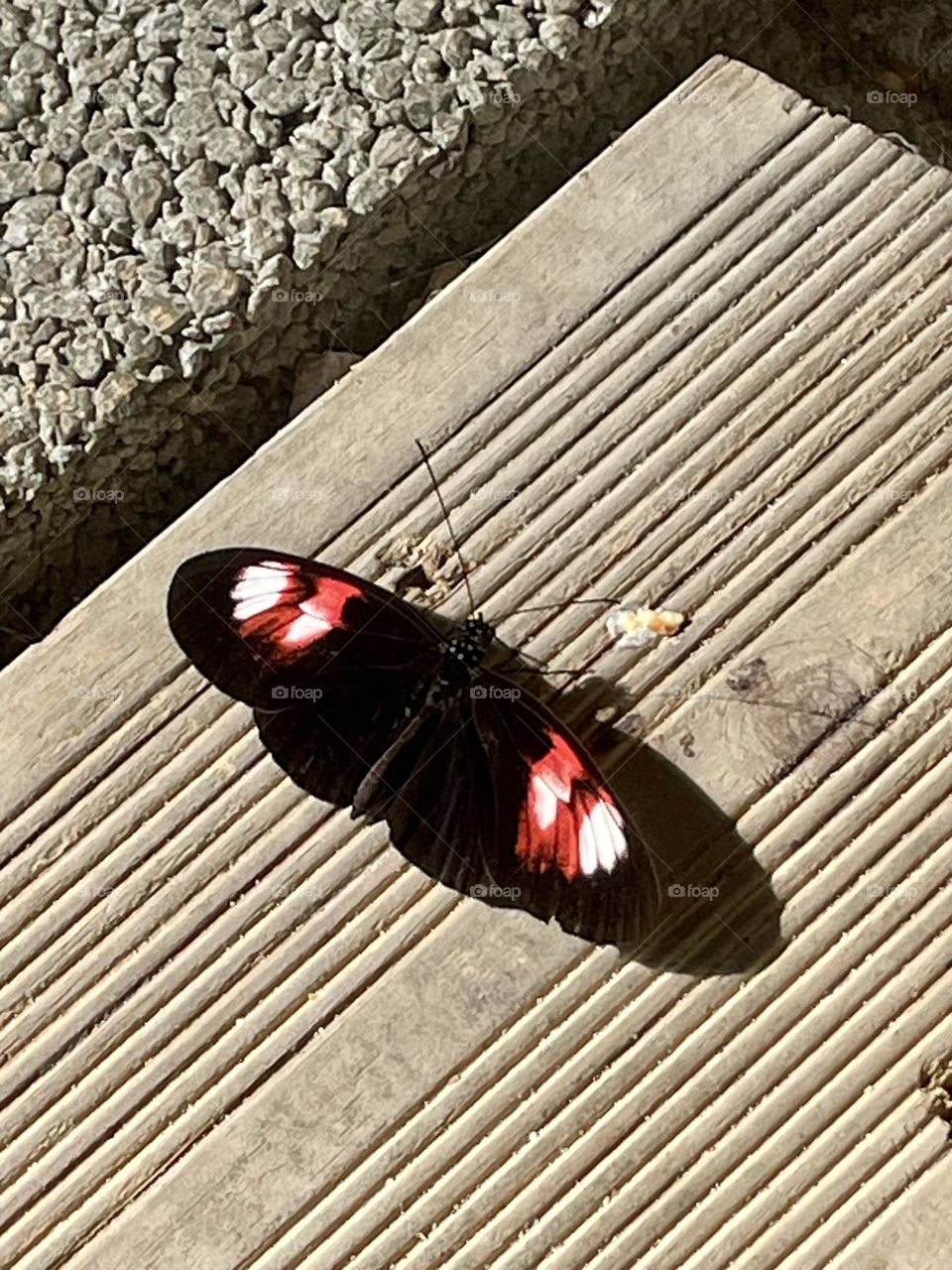 Borboleta, Butterfly