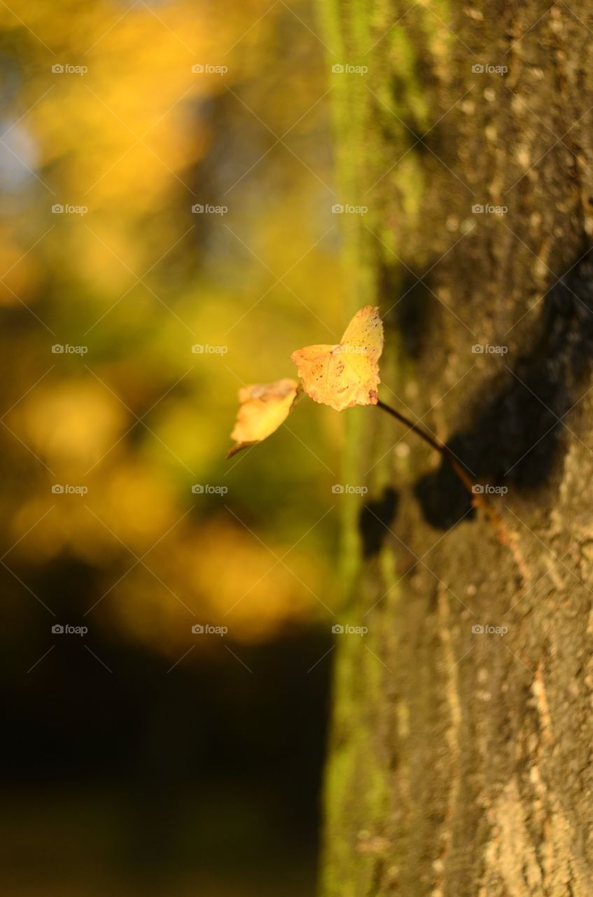 Autumn leaf