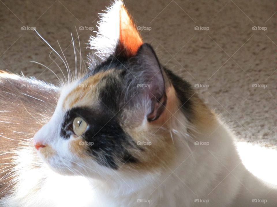 Close-up of a cat