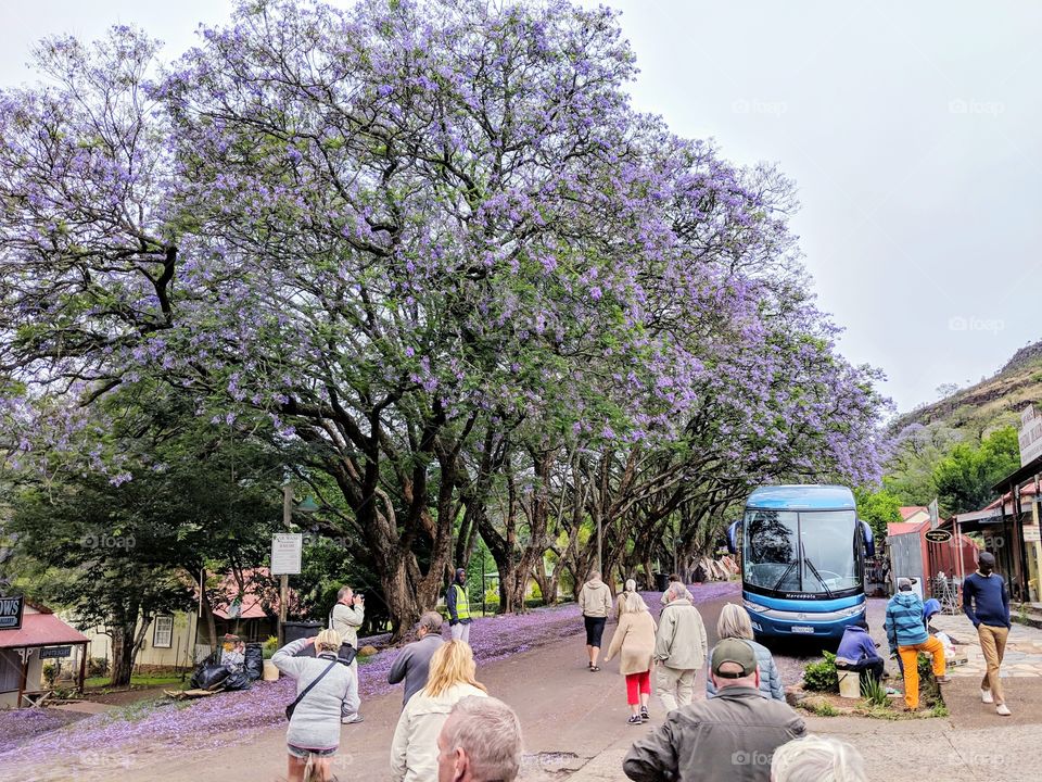 Tourists amazed by purple flowers on tree in Pilgrims rest