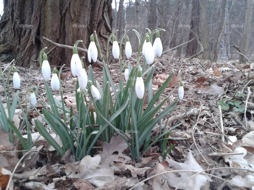 Spring is caming. Snowdrops in forest. Zielona Góra, Poland.
