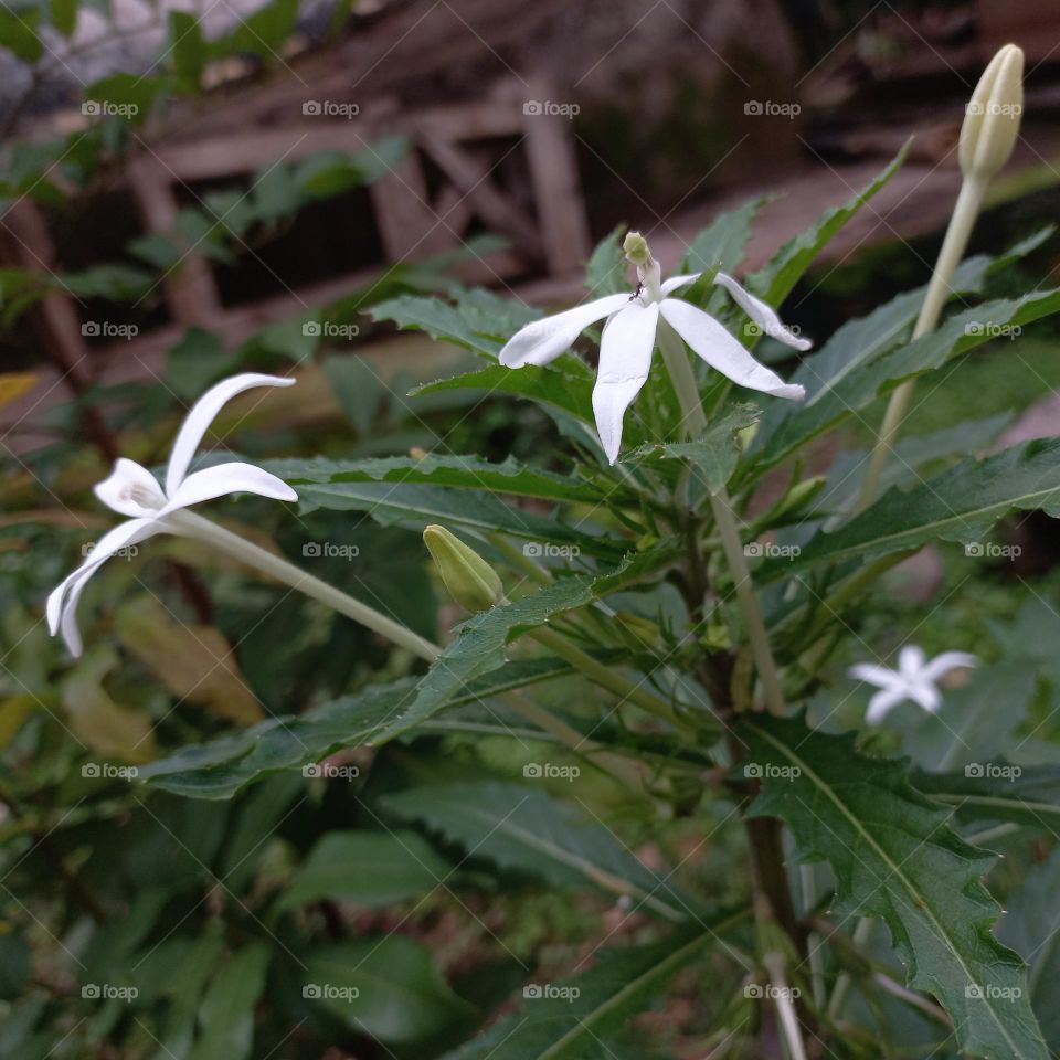 Isotoma longiflora is a medicinal plant in the form of an upright terna that reaches sixty cm in height.