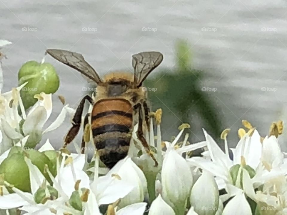 Small winged bee