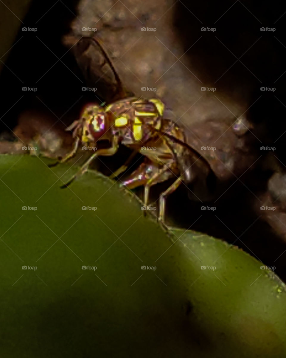 Fly spoiler of the home garden tomatoes