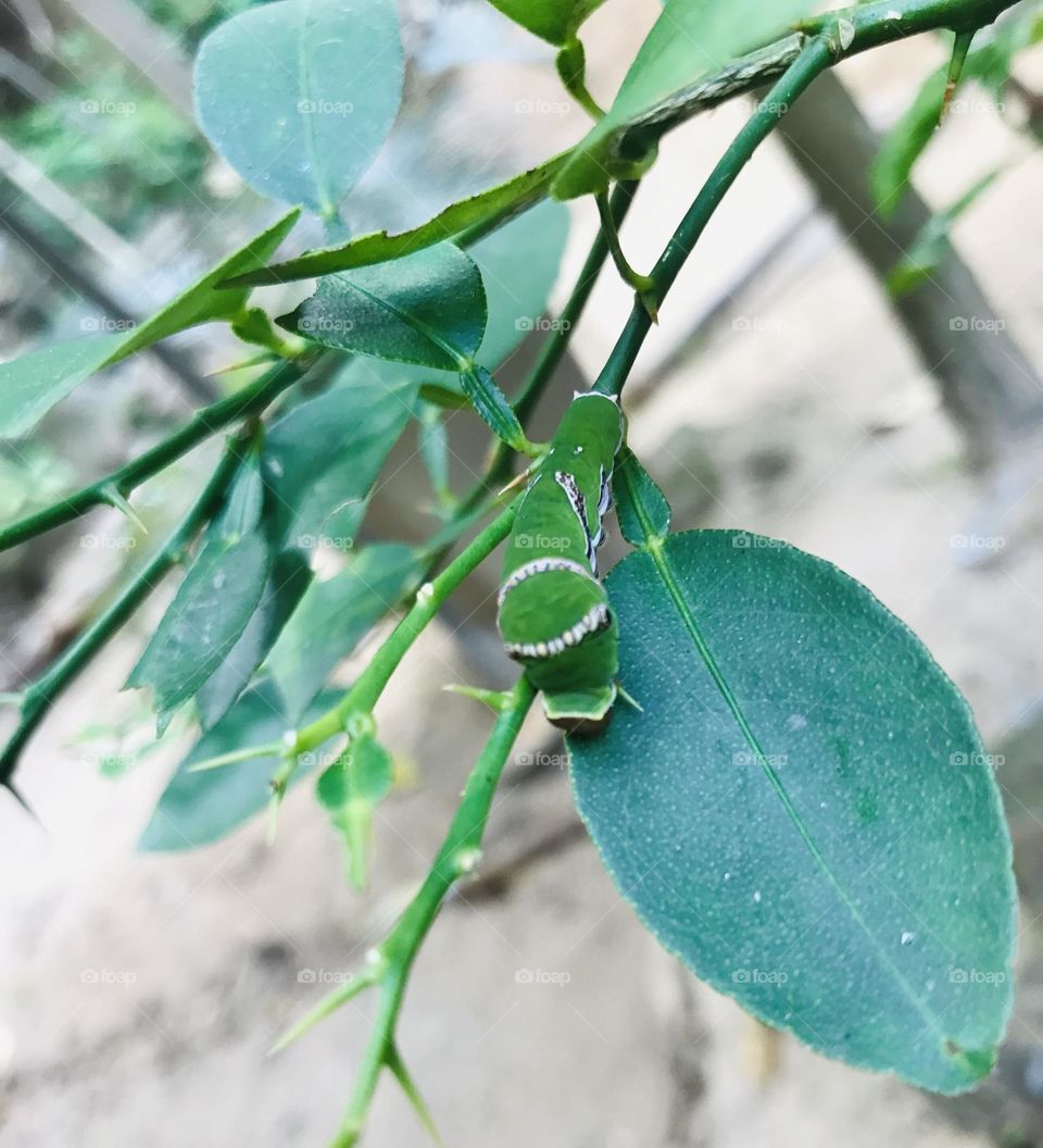 Great insect camouflage