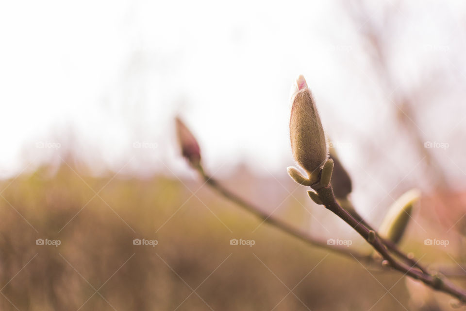 First magnolia buds on the tree