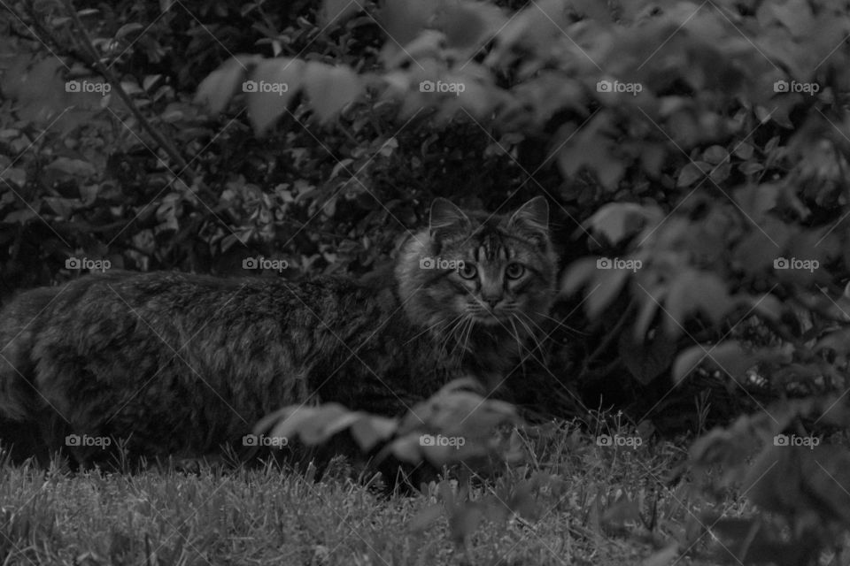 Caught looking eye to eye in the backyard. This car tends to come and visit my back yard quite often I was taking pics of birds when this cat came by. 